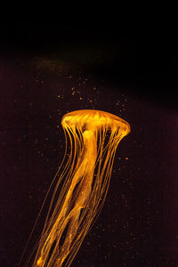 Close-up of jellyfish swimming in sea