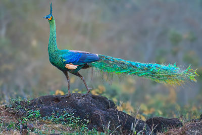 Peacock on rock