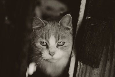 Close-up portrait of cat