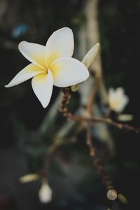 Close-up of white flowering plant