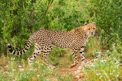 View of a cat on land