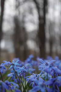 Close-up of purple flowering plant