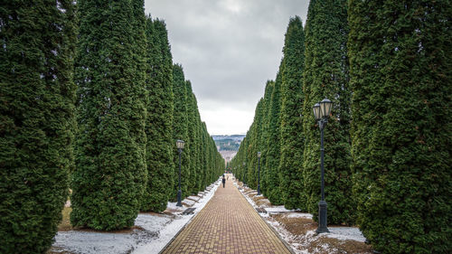 Footpath amidst trees against sky