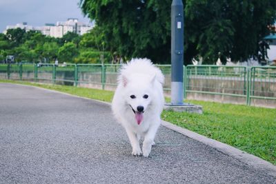 Pomeranian dog walking on street