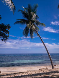 Palm trees on beach against sky