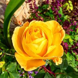 Close-up of yellow rose blooming outdoors