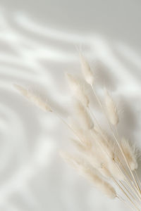 Close-up of feather against blurred background