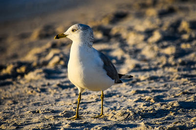 Seagull perching on a beach