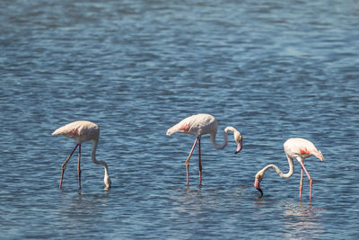 Flamingos standing in lake