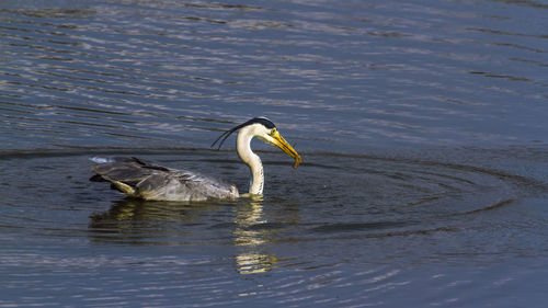 Duck swimming in lake