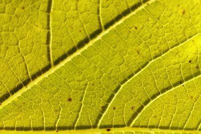 Full frame shot of leaf