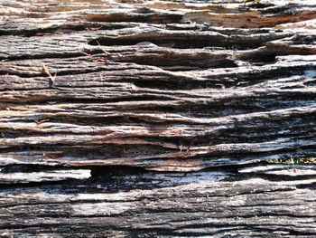 Full frame shot of tree trunk