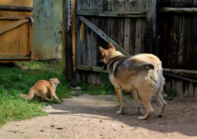 Cats in a dog