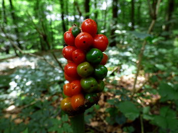 Close-up of cherries on tree