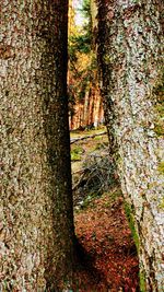 Close-up of trees in water