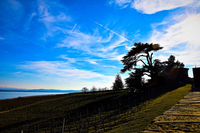 Trees against sky