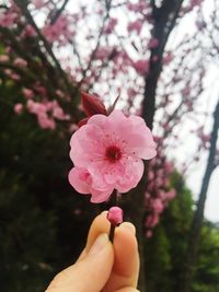 Woman holding pink flower