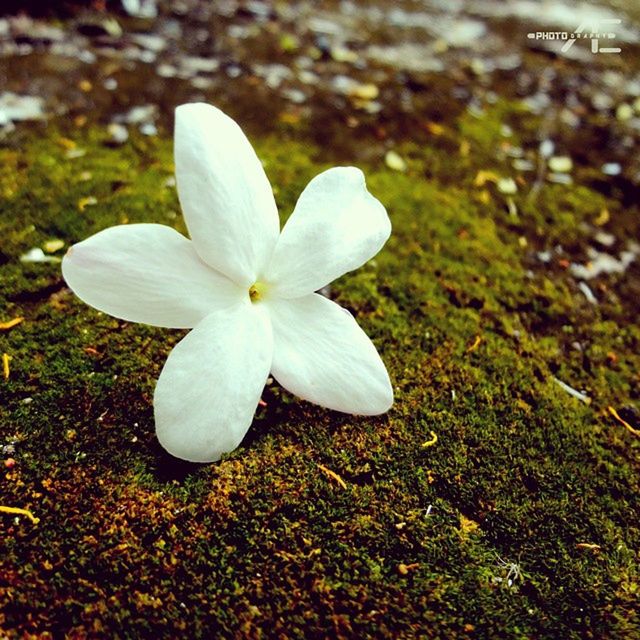 flower, petal, fragility, growth, freshness, flower head, white color, beauty in nature, nature, close-up, field, blooming, high angle view, focus on foreground, in bloom, plant, pollen, day, outdoors, single flower