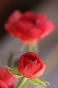 Close-up of red rose