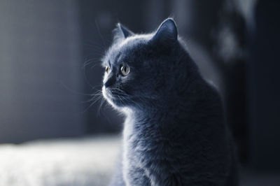 Close-up of a cat looking away