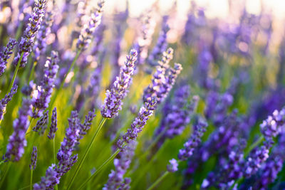 Close-up of purple flowers