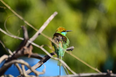 Bird perching on a plant