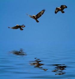 Low angle view of seagulls flying against cloudy sky