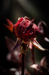 Close-up of red flower