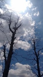 Low angle view of tree against sky