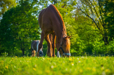 Horse grazing on field