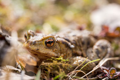 Close-up of frog on land