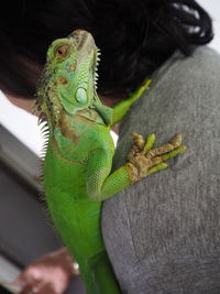 Close-up of a lizard