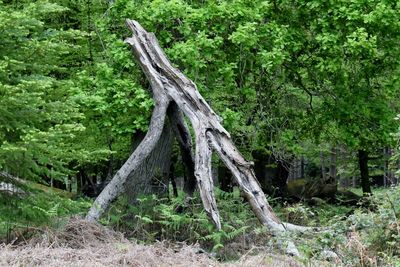 Trees in forest