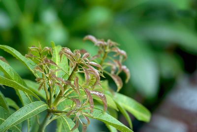 Close-up of fresh green plant