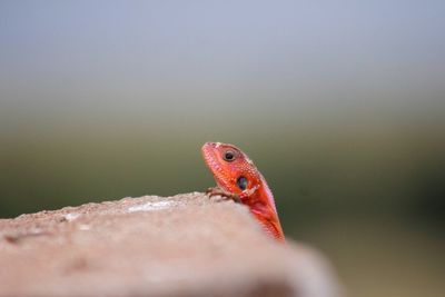 Close-up of reptile on brick