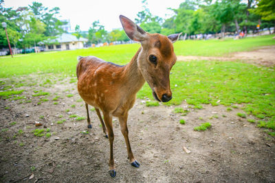 Deer standing in a field