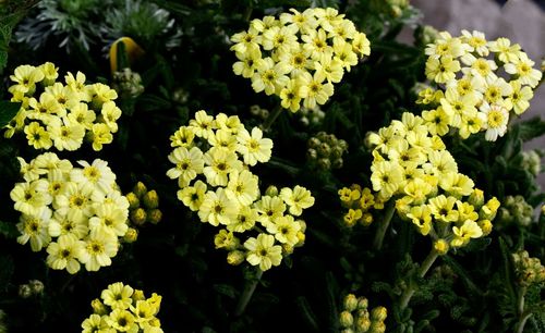 High angle view of yellow flowering plants