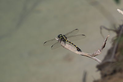 Close-up of dragonfly on twig