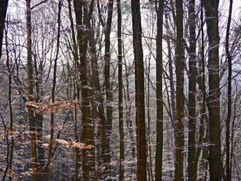 Full frame shot of bamboo trees in forest