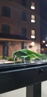 Close-up of insect on glass window