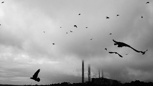 Low angle view of birds flying in sky