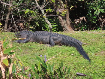 View of a reptile on a field