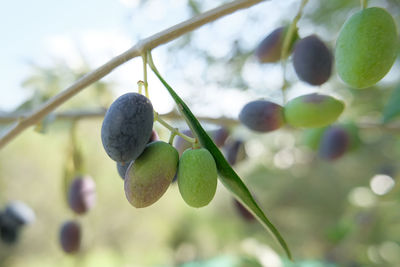 Close-up of berries growing on tree