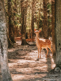 Deer standing in a forest