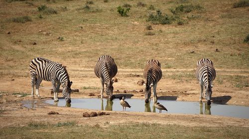 Zebras drinking water in pond