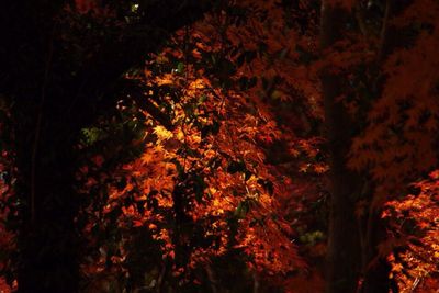 Close-up of trees in forest during autumn