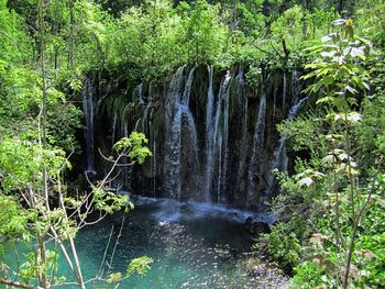 Scenic view of waterfall in forest