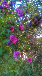 Pink flowers blooming in park