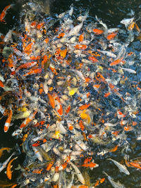 High angle view of koi carps swimming in lake