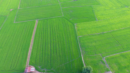 Aerial view of green landscape